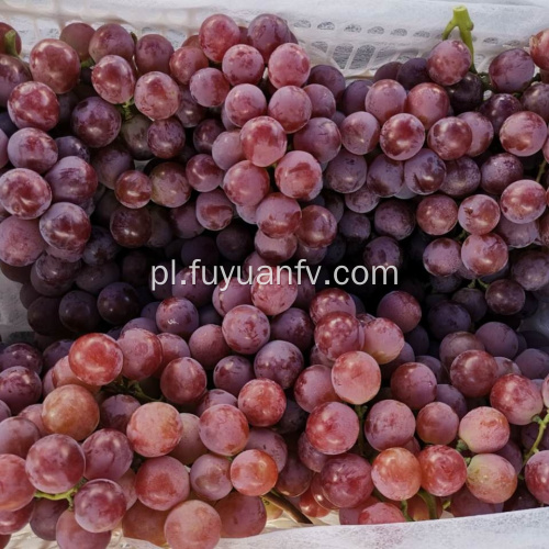 Red globe grape nowa uprawa purpurowa skóra